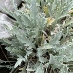 Achillea clavennae Fuelha