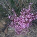 Limonium insigne Flower