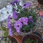 Petunia x atkinsiana പുഷ്പം