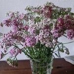 Achillea distansКвітка