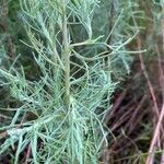 Artemisia filifolia Leaf