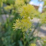 Thalictrum flavum Bloem