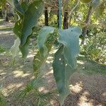 Solanum lycocarpum Fuelha