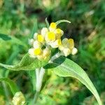 Pseudognaphalium gaudichaudianum Flower