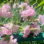 Dianthus plumarius Elinympäristö