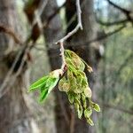 Ulmus laevis Frukt