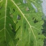 Carica papaya Feuille