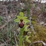 Ophrys virescens Bloem