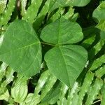 Erythrina corallodendrum Blatt