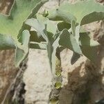 Kalanchoe beharensis ᱥᱟᱠᱟᱢ