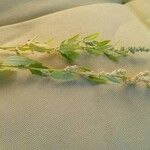 Chenopodium ficifolium Flower