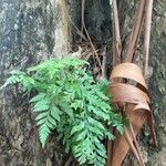 Asplenium adiantum-nigrum叶