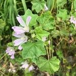 Malva multiflora Levél