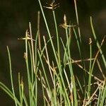 Carex microglochin ശീലം