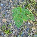 Conium maculatum Leaf
