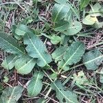 Rumex pulcher Leaf