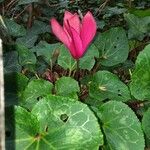 Cyclamen spp. Kvet