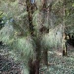 Casuarina glauca Levél