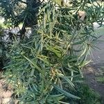 Podocarpus macrophyllus Foglia