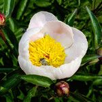 Paeonia lactiflora Kvet