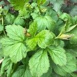 Geum macrophyllum Leaf