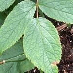 Bistorta amplexicaulis Frunză