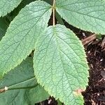 Bistorta amplexicaulis Leaf