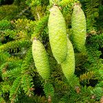 Picea abies Fruto