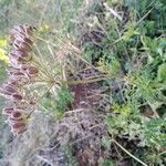 Selinum carvifolia 葉