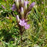 Gentianella germanica Цвят