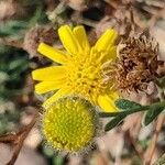 Pulicaria arabica പുഷ്പം