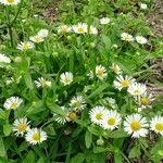 Erigeron annuus ശീലം