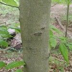 Fagus grandifoliaFolio