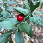 Ruscus aculeatus Fruit