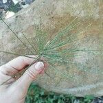 Casuarina equisetifolia Leaf