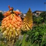 Kniphofia uvariaVirág