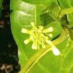 Morinda citrifolia Blomma