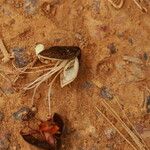 Tetraberlinia bifoliolata Frucht