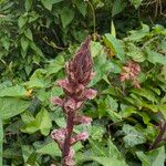 Orobanche hederae Flower