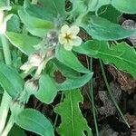 Alkanna graeca Flor