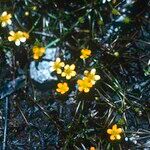 Ranunculus reptans 花