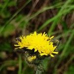 Pilosella echioides Flower