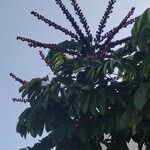Schefflera actinophylla 整株植物