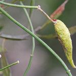 Funastrum clausum Плод