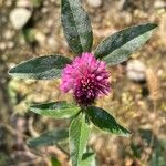 Trifolium alpestre Çiçek