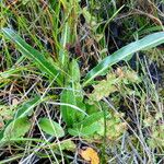 Rumex salicifolius Habitus