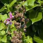 Rubus ulmifoliusLapas