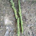 Phalaris aquatica Fula