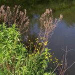 Epilobium ciliatum عادت