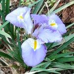 Iris unguicularis Květ